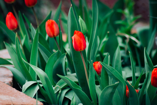 Red Tulips Blooming in Spring