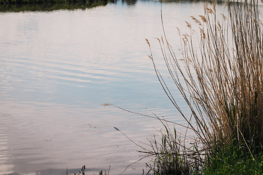 Tall Golden Grass on a Peaceful Lake Shore