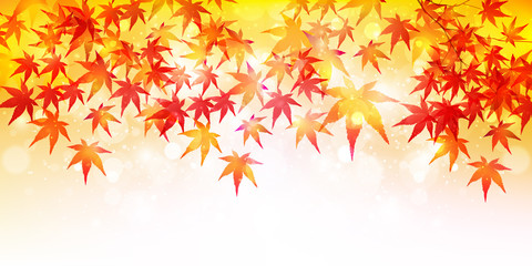 紅葉　もみじ　葉　背景 