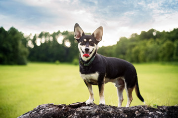 Mixed-breed between Siberian Husky in a beautiful field during sunset