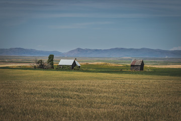 Abandoned Rustic House in a Wheat Field