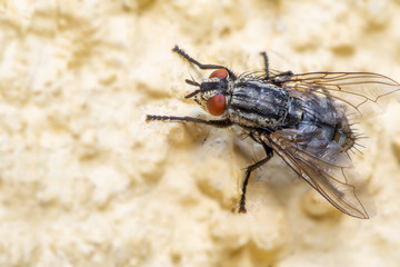 Close-up of a fly sitting on a house wall. Concept insects in Germany.