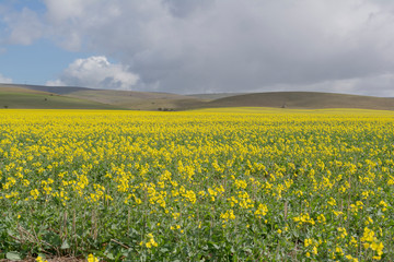 Vast Field of Canola in South Australia