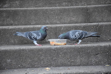 palomas