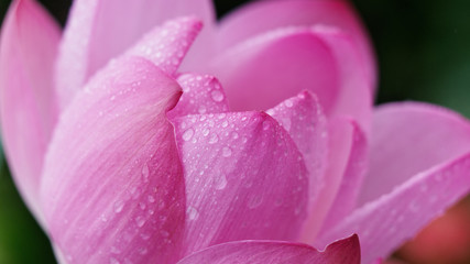 Fototapeta premium raindrops on pink lotus petals, close up image.