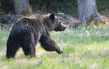 Grizzly bear in the wild