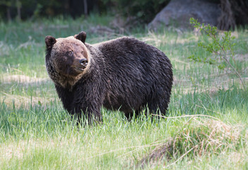 Grizzly bear in the wild