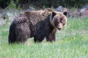 Grizzly bear in the wild