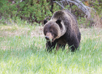 Obraz premium Grizzly bear in the wild