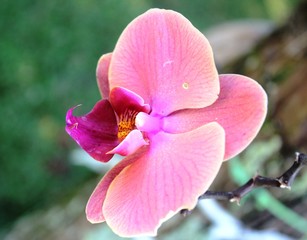 blossom of purple orchid