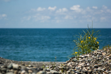Fototapeta na wymiar The beach on the Black sea