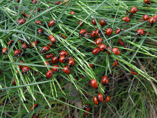 Colony insects ladybug