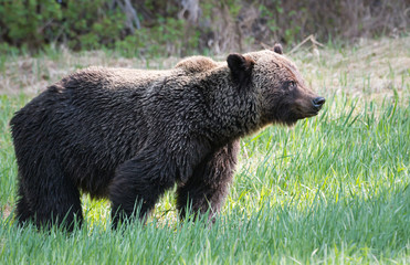Grizzly bear in the wild