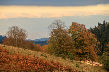 Fototapeta premium autumn leaves 