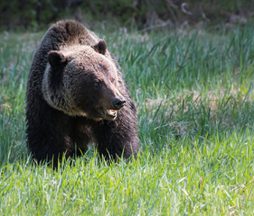 Fototapeta premium Grizzly bear in the wild