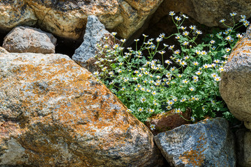Close up of stones covered with moss and flowers growing between them
