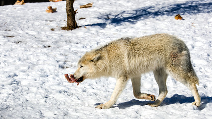 The Arctic wolf, also known as the white wolf or polar wolf, is a subspecies of grey wolf native to Canada's Queen Elizabeth Islands, from Melville Island to Ellesmere Island