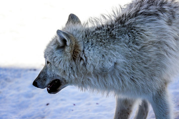 Naklejka premium The Arctic wolf, also known as the white wolf or polar wolf, is a subspecies of grey wolf native to Canada's Queen Elizabeth Islands, from Melville Island to Ellesmere Island