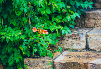 Outdoor spring rain after blooming red linden flowers green leaves and stones stairs，Campsis grandiflora