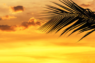Silhouette palm leaves on sky neary sea ocean beach at sunset or sunrise time for leisure travel and vacation concept