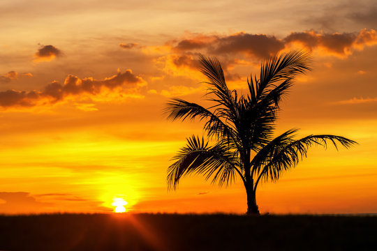 Beautiful Silhouette coconut palm tree on sky neary sea ocean beach at sunset or sunrise time for leisure travel and vacation concept