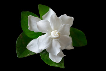 Fototapeta na wymiar Gardenia Jasminoides Flowers on Black background, Beautiful White Flowers, +Clipping Path
