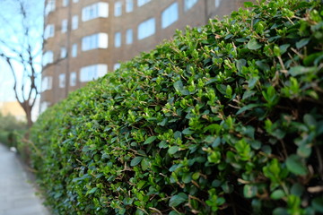 Fototapeta na wymiar Green hedge on a road