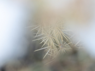 Fototapeta premium Soft focus view through snow and ice of cholla cactus spines.