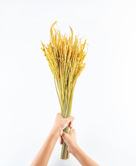 Hands holding a golden rice ear of rice on a white background