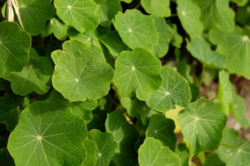 green leaves background