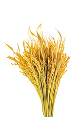 a golden rice paddy ear on a white background