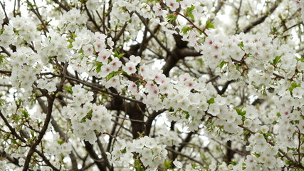 Blooming cherry blossom