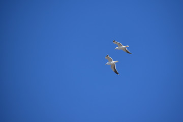 二羽のカモメと青空