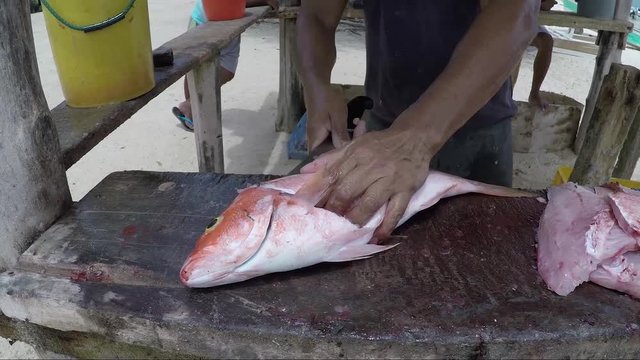 Los Roques venezuela -close up of a local Caribbean fisherman  filleting a freshly caught red snaper