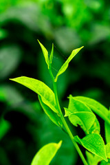 Fototapeta na wymiar Close up green tea bud and leaves blur background tea plantations in spring