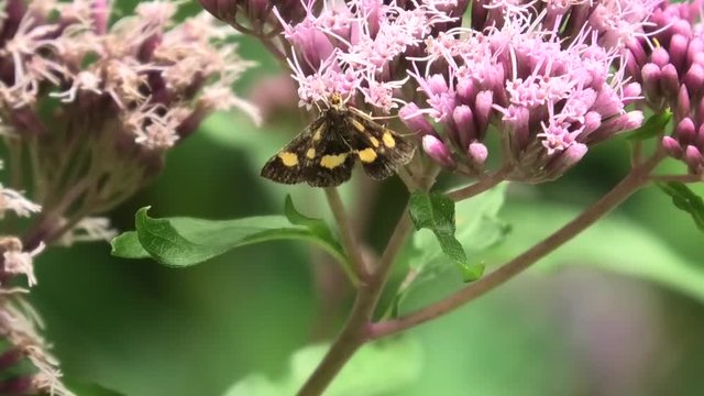 pieris napi, farfalla