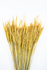 Fototapeta premium a golden rice paddy ear on a white background