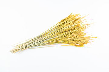 a golden rice paddy ear on a white background