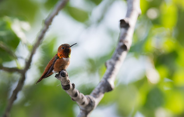 Rufous hummingbird