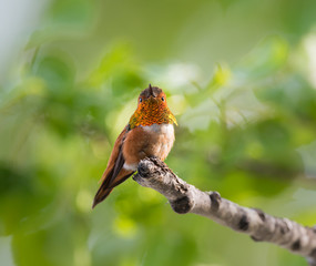 Rufous hummingbird
