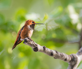 Rufous hummingbird
