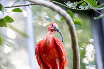 The scarlet ibis is a species of ibis in the bird family Threskiornithidae. It inhabits tropical South America and islands of the Caribbean