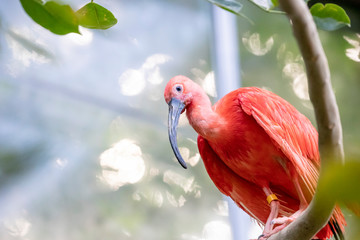 The scarlet ibis is a species of ibis in the bird family Threskiornithidae. It inhabits tropical South America and islands of the Caribbean