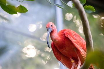 The scarlet ibis is a species of ibis in the bird family Threskiornithidae. It inhabits tropical South America and islands of the Caribbean