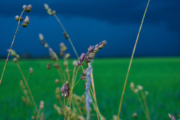 Grain of Wheat in front of a thunderstorm