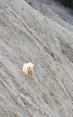 Mountain goat in the wild
