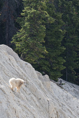 Fototapeta na wymiar Mountain goat in the wild