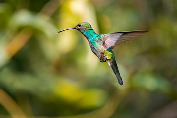 Hummingbird flying in the forest of Colombia