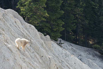 Mountain goat in the wild