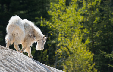 Mountain goat in the wild